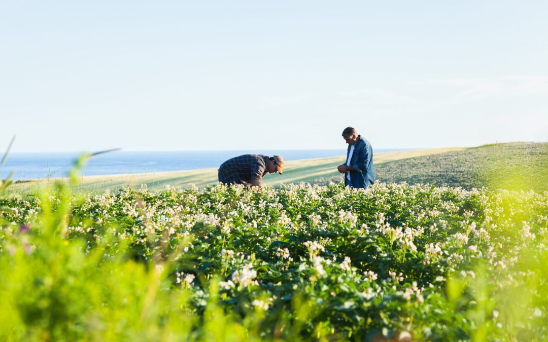 Two-farmers-in-potato-field-working-together