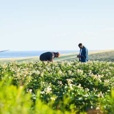 Potato Sustainability Alliance Releases 2023 North American Potato Sustainability Assessment Report