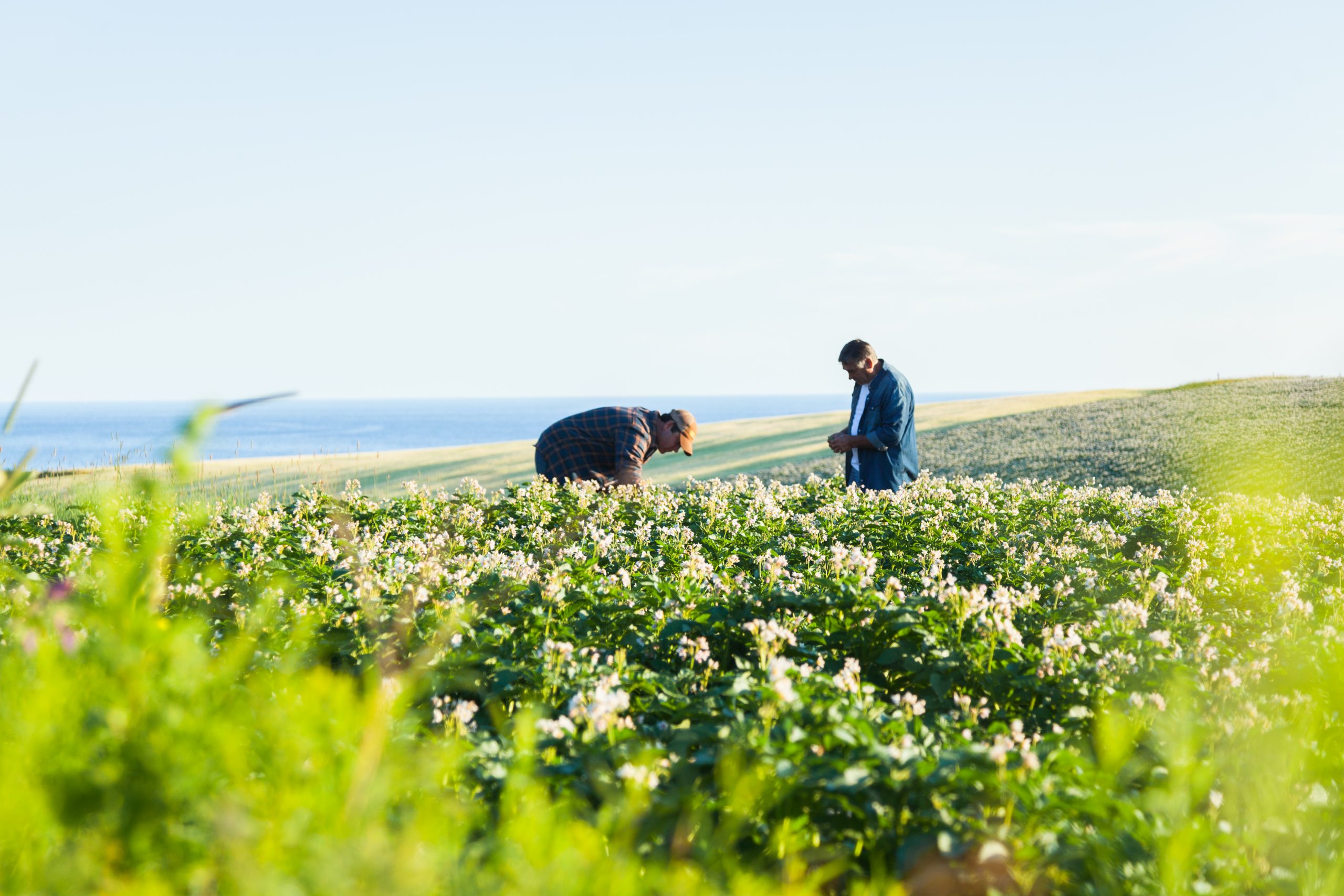 Two-farmers-in-potato-field-working-together