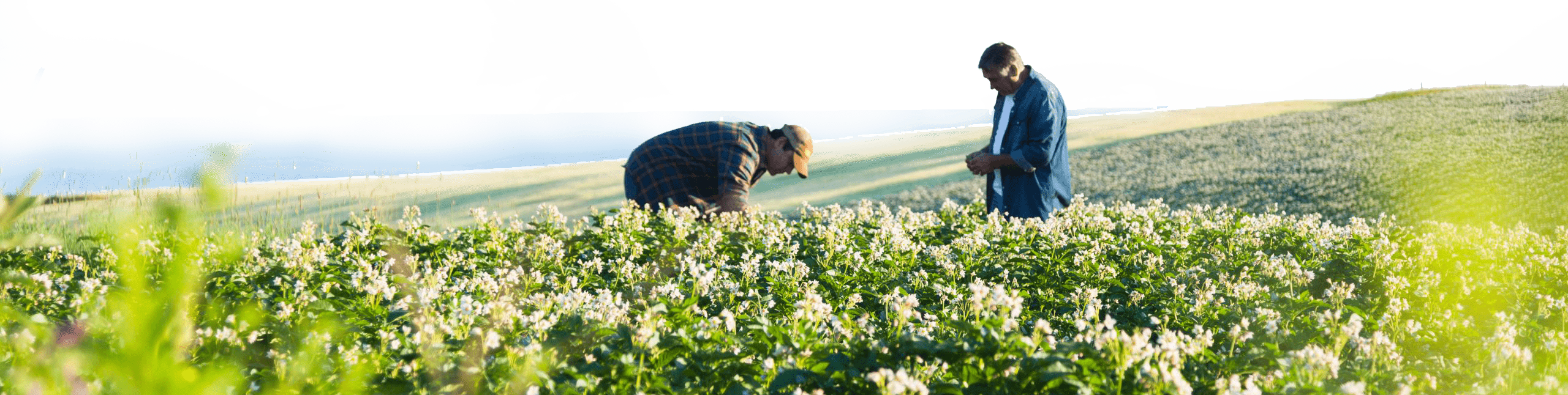 Two-farmers-in-potato-field-working-together