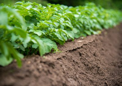 Ep. 10: Soil Health and Sustainability with Britt Beene and Kevin Cochrane