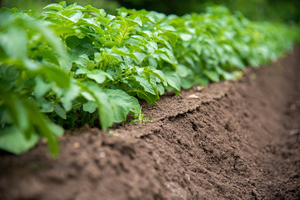 potato-row-soil