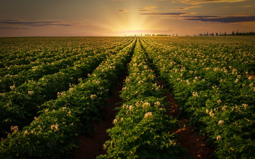 Sustaining the Potato Sustainability Momentum