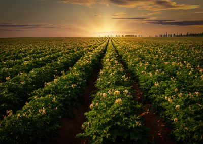 Sustaining the Potato Sustainability Momentum