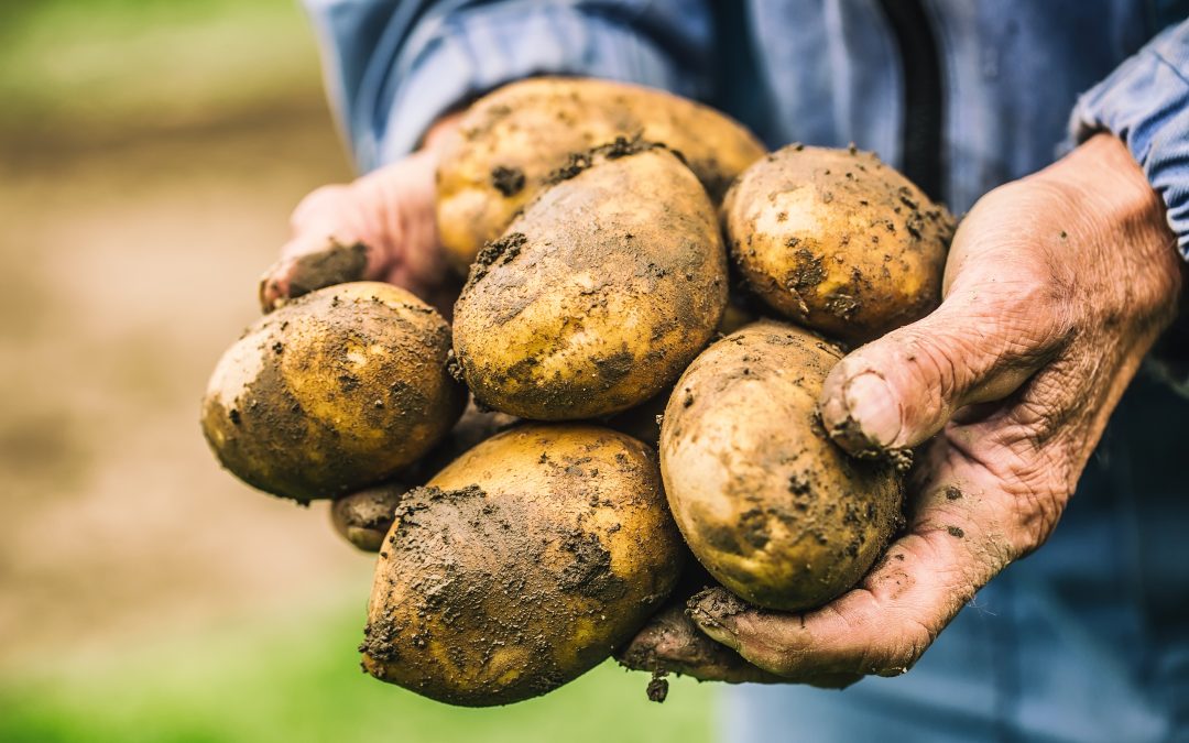 Potato Sustainability Alliance Launches Survey and Sustainable Outcomes in Agriculture Standards