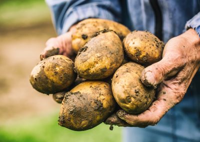 Potato Sustainability Alliance Launches Survey and Sustainable Outcomes in Agriculture Standards