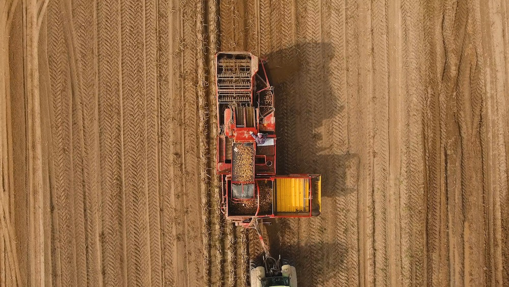 Farm machinery harvesting potatoes. Farmer field with a potato crop.