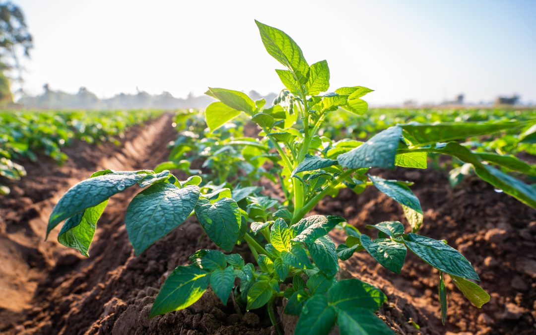 Measuring Sustainability for Smarter Potato Production