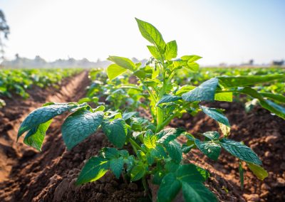 Measuring Sustainability for Smarter Potato Production