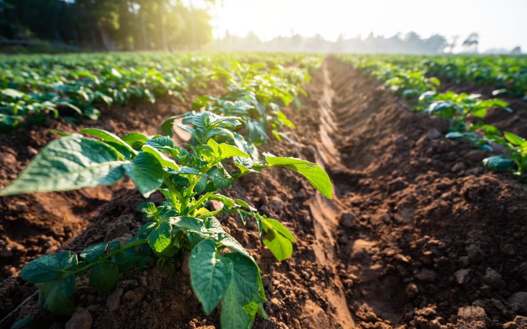 potato-plant-field-with-sunrise