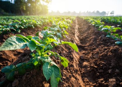 Potato Sustainability Alliance Elects Executive Committee