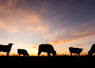 Ep. 13: Lessons in Sustainable Farming: What the Potato Value Chain Can Learn from Beef