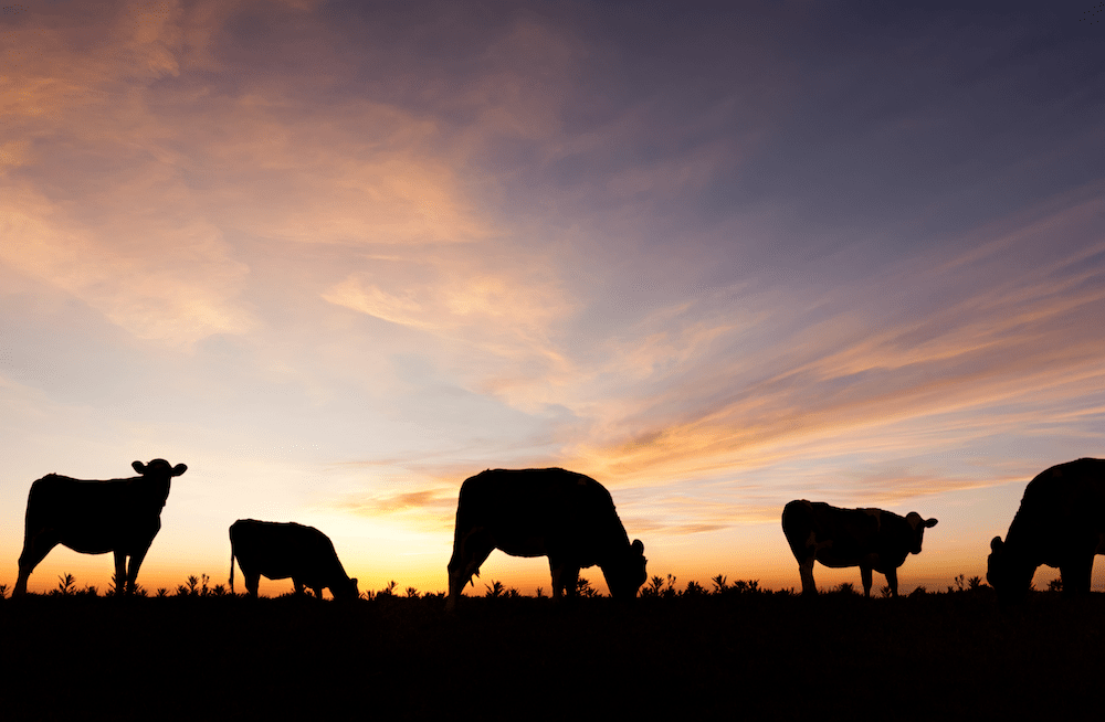 Ep. 13: Lessons in Sustainable Farming: What the Potato Value Chain Can Learn from Beef