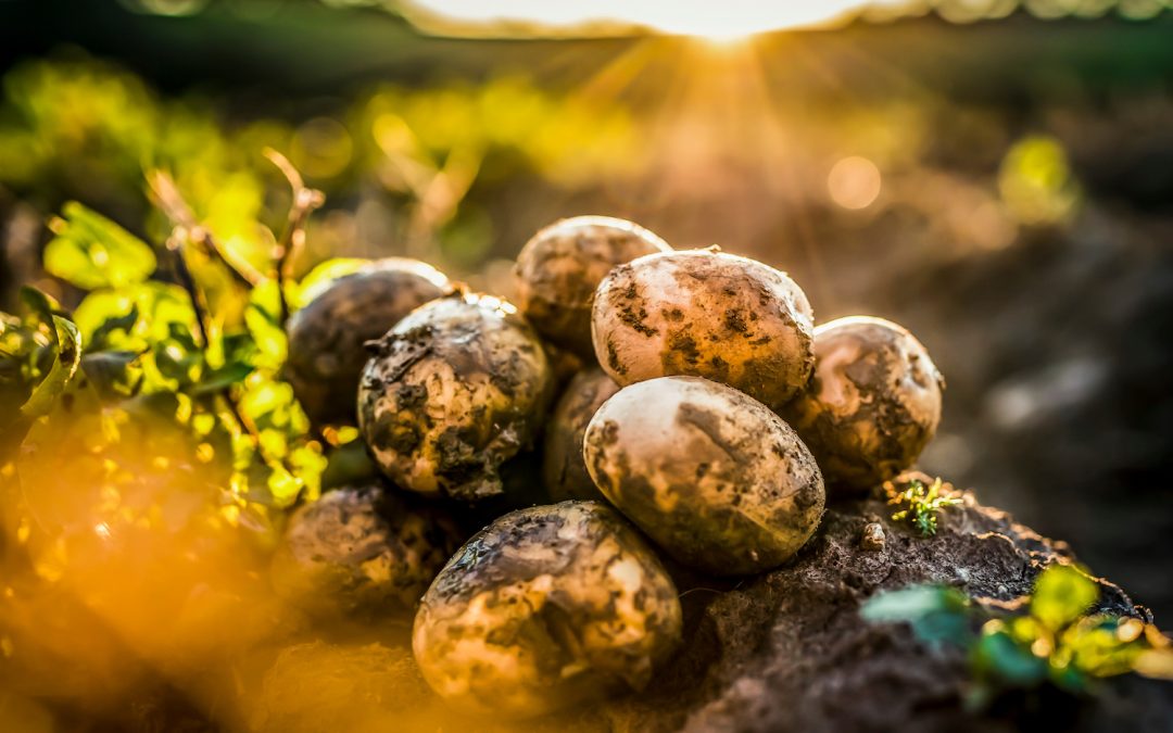 Breeding Success with Sustainable Potato Cultivars