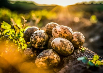 Breeding Success with Sustainable Potato Cultivars