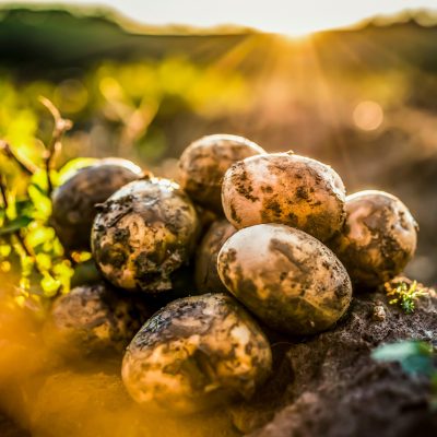 Potato Sustainability Alliance Welcomes New Member Companies and Grower Associates