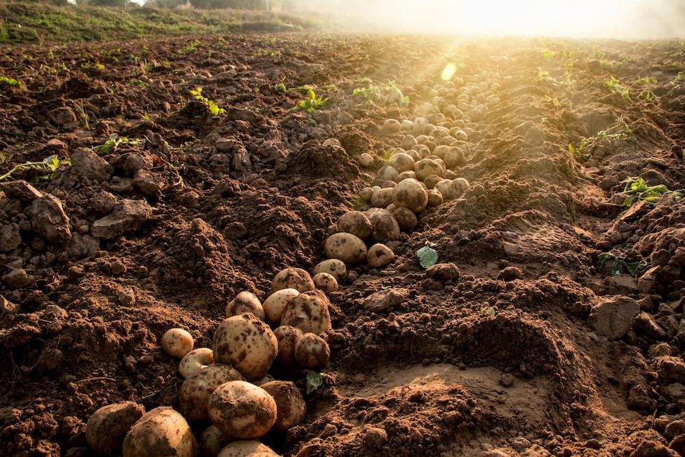 potato harvest in the fields