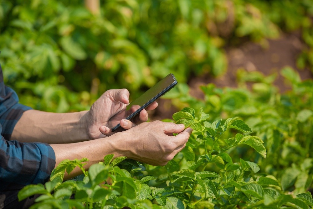 Asian man a farmer's watching the potato plant photos of potato leaves on the Harvest season