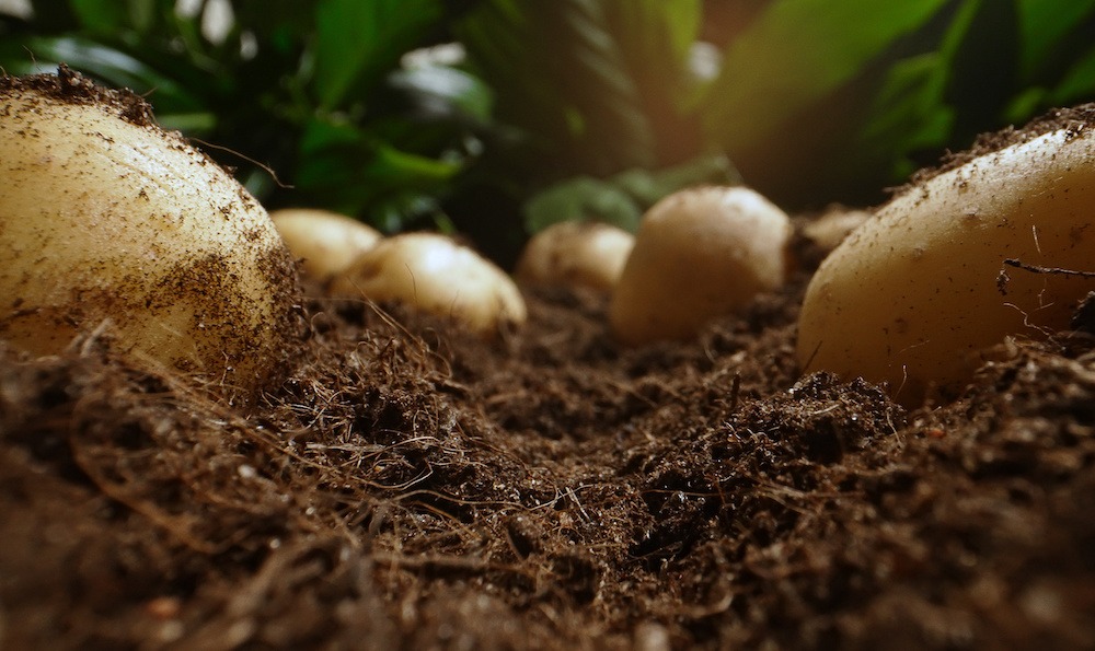 Dug up organic potatoes lie on the field