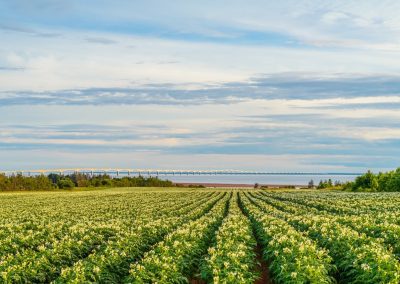 Resource Positive Agriculture