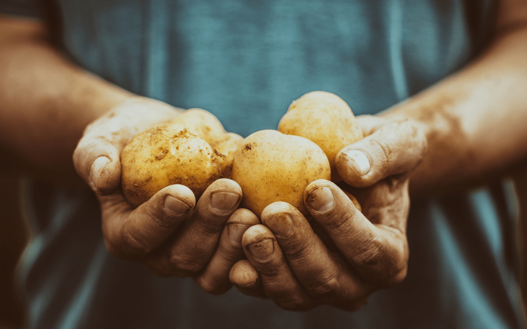 man holding harvested potatoes