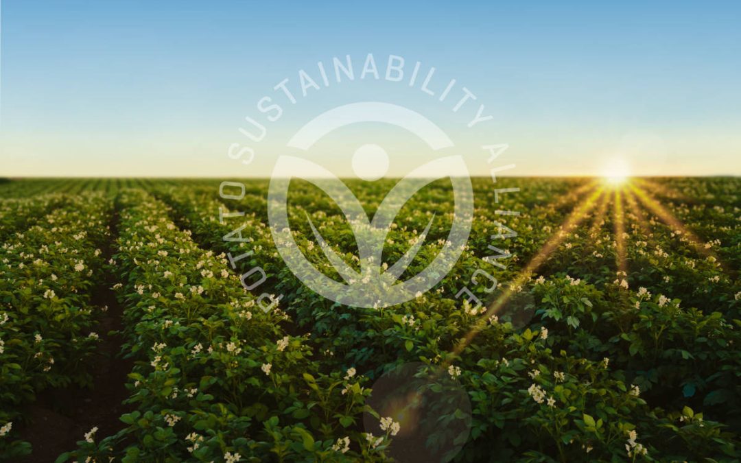 The Potato Sustainability Alliance: Driving Sustainability in the Potato Sector