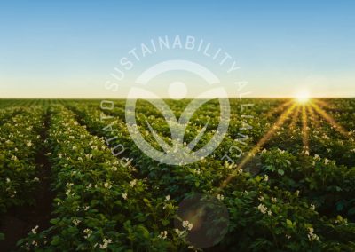 The Potato Sustainability Alliance: Driving Sustainability in the Potato Sector