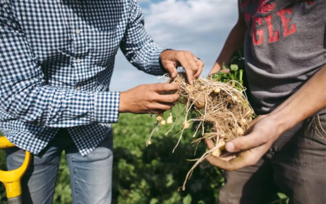 Potato Sustainability Alliance Elects Executive Committee