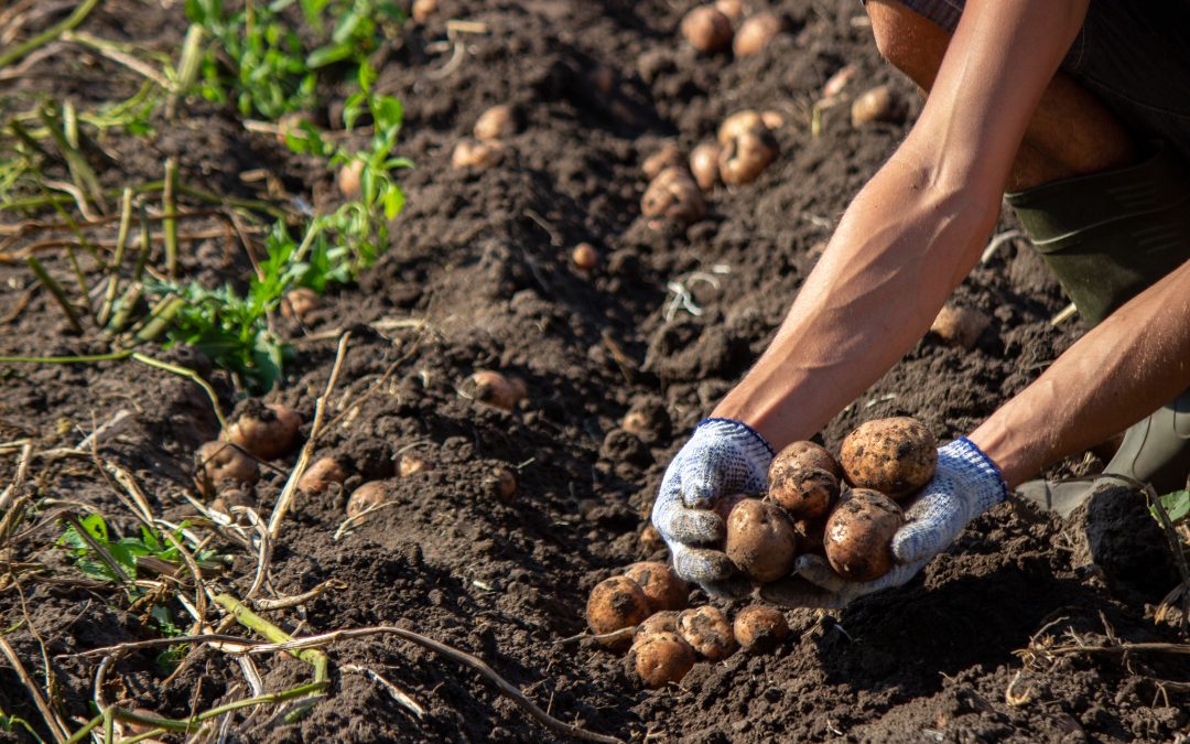 Potato Sustainability Alliance Welcomes New Member Companies and Grower Associates