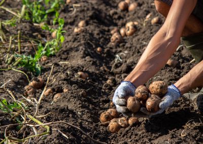 Potato Sustainability Alliance Welcomes New Member Companies and Grower Associates